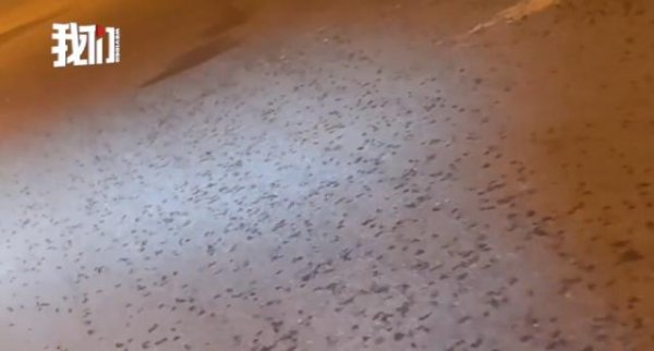 配资网 天津一路面大量青蛙遍布，密密麻麻，多部门回应：与地震活动无关，正调查青蛙来源